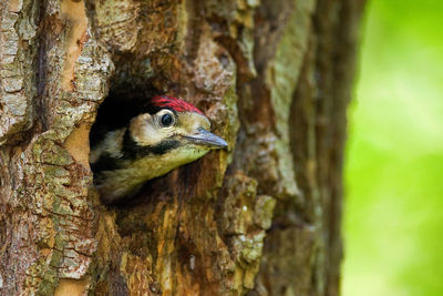 Close-up of bird perching on tree trunk