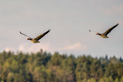 Bird flying in the sky