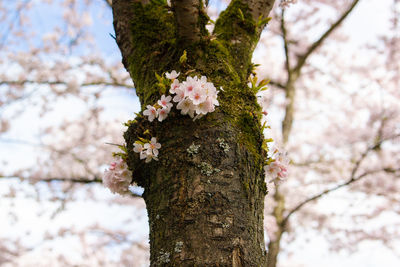 Cherry blossoms in spring