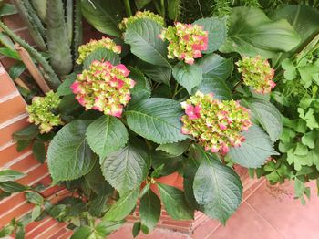 High angle view of flowering plants