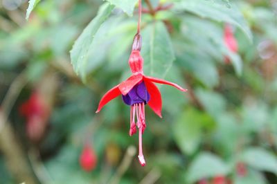 Close-up of plant with red leaves