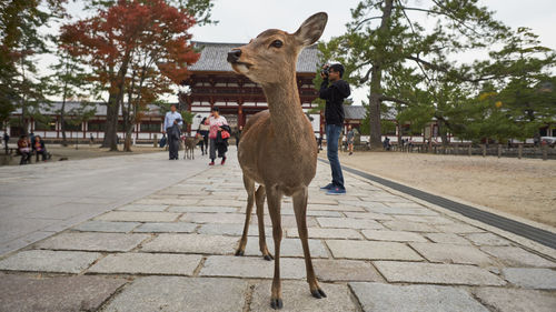 Close-up of deer against sky