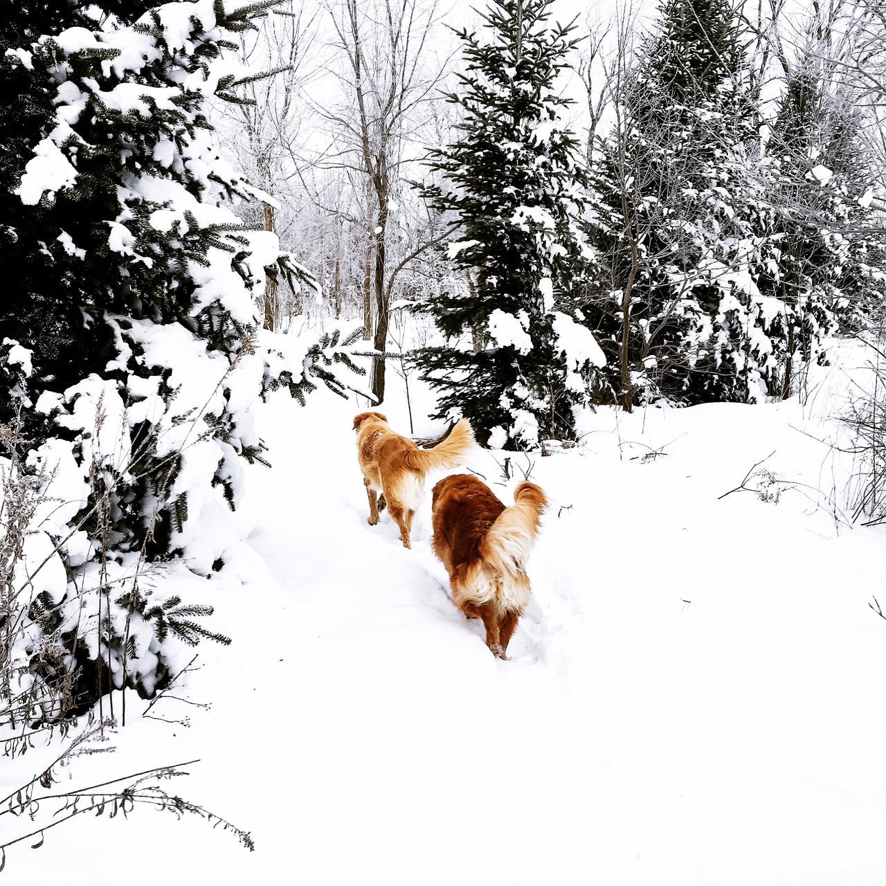 Snowy woods