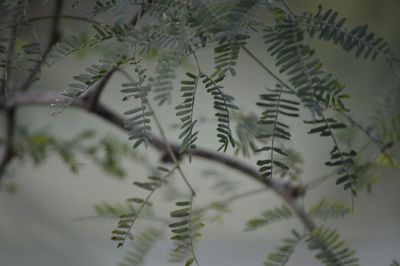 Close-up of plant
