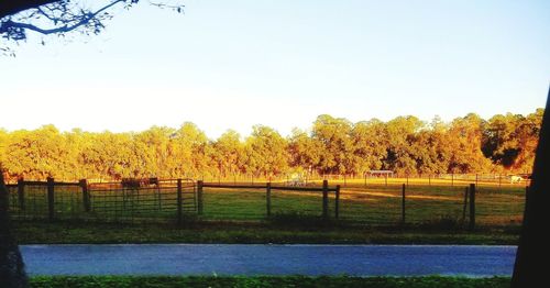 Scenic view of field and trees against clear sky