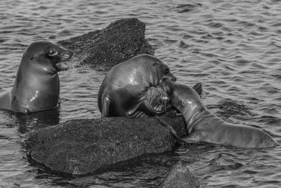 Sea lion swimming in water