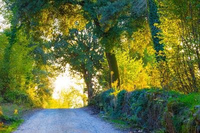 Road amidst trees in forest during autumn