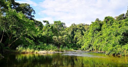 Scenic view of lake against trees in forest against sky