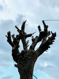 Low angle view of tree against sky