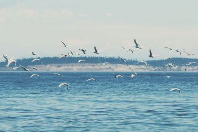 Birds flying over sea against sky