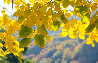 Low angle view of fresh yellow flowers against sky