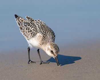 Seagull on a beach