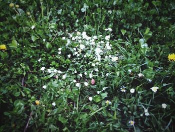 Close-up of white flowers