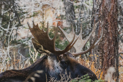 Close-up of moose in forest