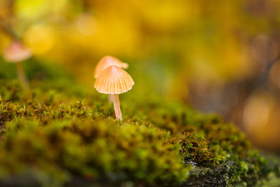 Close-up of mushroom growing on field