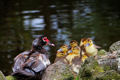 Duck with ducklings by lake
