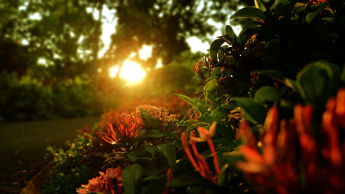 Scenic view of flowering plants against sky during sunset