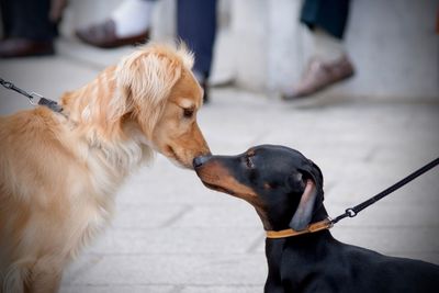 Close-up side view of dogs