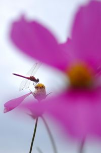 Close-up of insect on pink flower