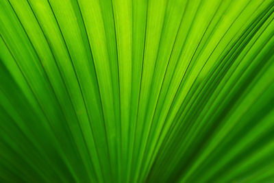 Full frame shot of palm leaf