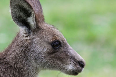 Close-up side view of an eastern grey kangaroo