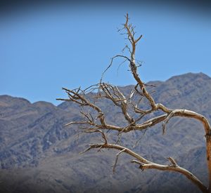 Low angle view of bare tree against clear sky