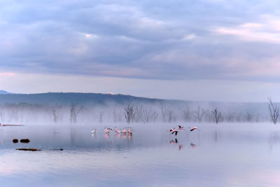 Flamingos on lake during misty morning 