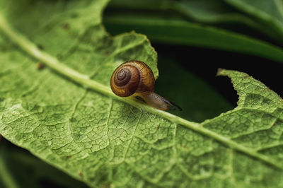 Close-up of snail on leaf