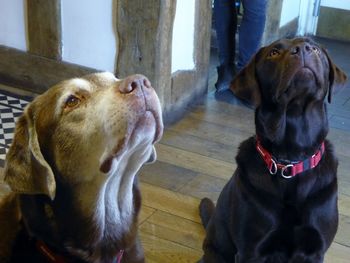 Close-up of  two dogs looking up