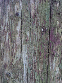 Full frame shot of tree trunk