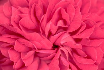 Full frame shot of flower