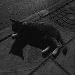 High angle view of cat sitting outdoors