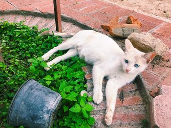 High angle portrait of cat