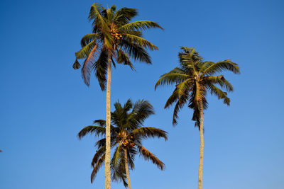 Low angle view of coconut palm tree against blue sky