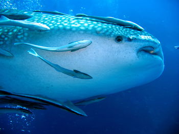 Fish swimming in sea