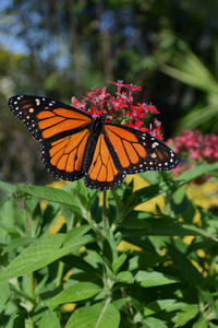 Butterfly on flower