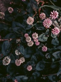 High angle view of flowering plants