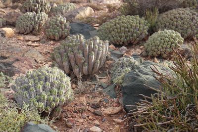 High angle view of cactus growing on field