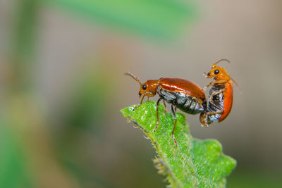 Close-up of insect on plant