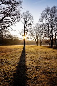 Bare trees on field against sky during sunset