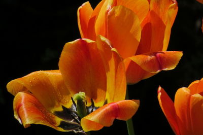 Close-up of orange rose flower against black background