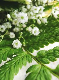 Close-up of white flowering plant