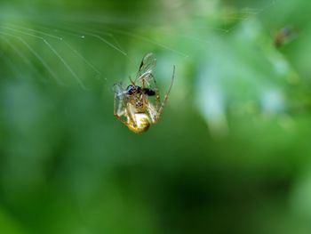 Close-up of spider on web