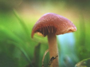 Close-up of plant against blurred background