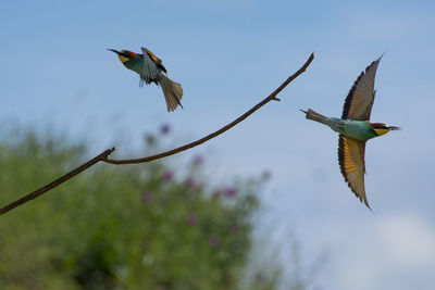 Low angle view of bee-eaters flying against sky