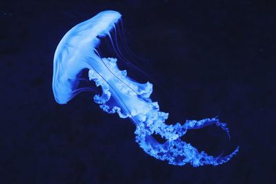 Méduse flotante