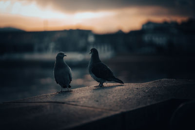 Birds perching on retaining wall against sky during sunset