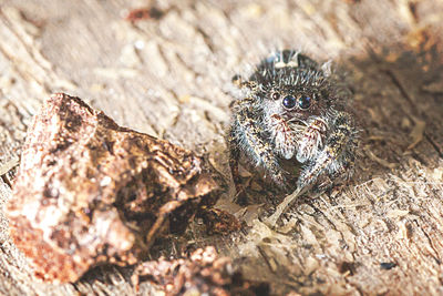 Close-up of insect on leaf