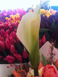 Close-up of pink tulips