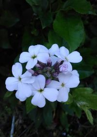 Close-up of flowers